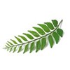 Picture of Curry Leaf 100gm